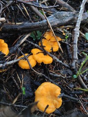 Red chanterelles in the forest under gray branches, the mushroom family