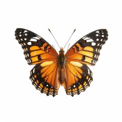 Butterfly Species. Viceroy Butterfly on White Background