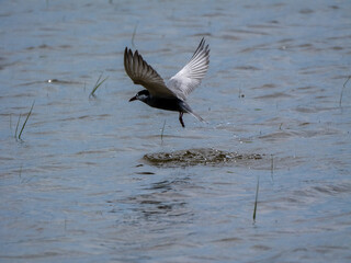 Common Tern Taking Off from Water (Sterna hirundo)