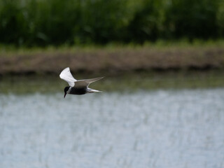 Common Tern Flying Low Over Water (Sterna hirundo)