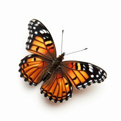 Fototapeta premium Butterfly Species. Viceroy Butterfly on White Background