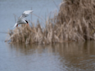 Common Tern Hunting in Flight Over Water (Sterna hirundo)