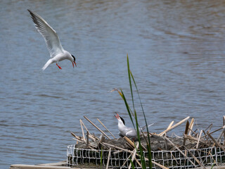 Common Terns Nesting and in Flight Over a Floating Platform (Sterna hirundo)