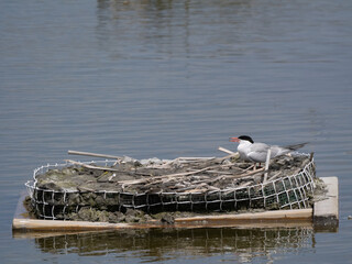 Common Tern Nesting on a Floating Platform (Sterna hirundo)
