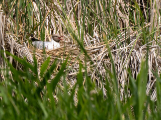 Black-Headed Gull Nesting Among Reeds (Chroicocephalus ridibundus)