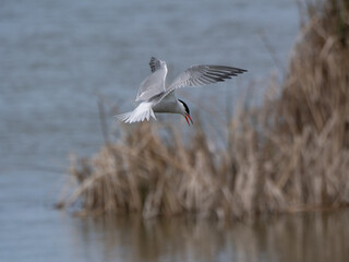 Common Tern Hunting in Flight (Sterna hirundo)