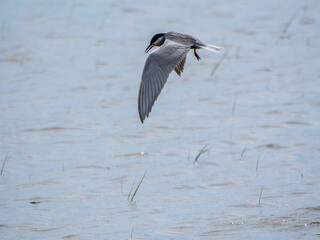 Common Tern in Flight Over Water (Sterna hirundo)