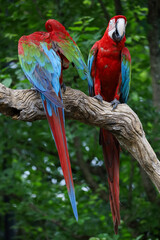 Close up the red macaw parrot bird in garden