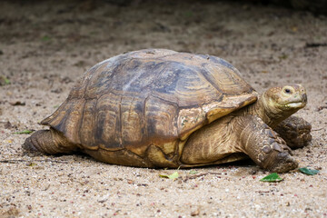 Sulcata tortoise in the garden at thailand