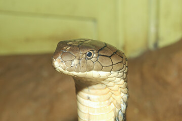 Close up head king cobra is dangerous snake at garden thailand