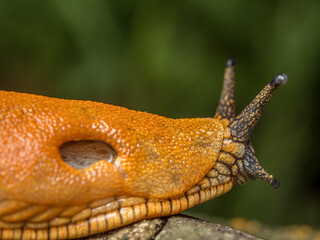 Spanish slug snail crawling