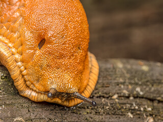 Spanish slug snail crawling