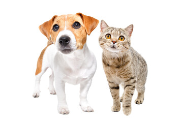 Scottish Straight cat and a Jack Russell Terrier dog standing together isolated on a white background