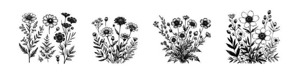 Hand drawn sketch wildflowers set. Vector illustration of medical herbs and flowers, isolated background