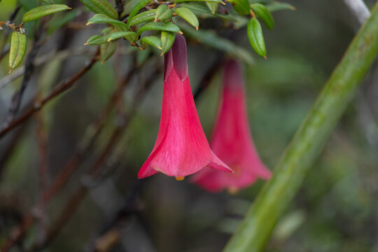 a false copihue flower in the Chilean rainforest