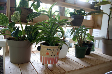 Plant in a Smiling Pot