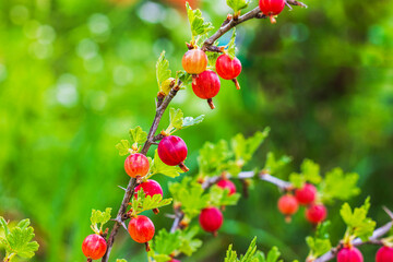 Close-up view of red gooseberry on bush in garden with blurred green background.