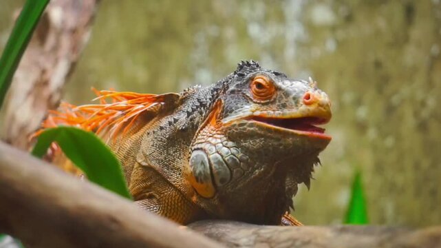 Orange iguana or Red iguana at Arignar Anna Zoological Park also known as the Vandalur Zoo, a zoological garden located in Vandalur, Chennai. It is affiliated with the Central Zoo Authority of India.