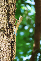 Closeup of a Brown Chameleon Calming on Tropical Tree Trunk