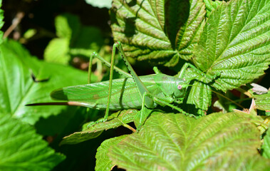 a green grasshopper with a long neck sits on a leaf  