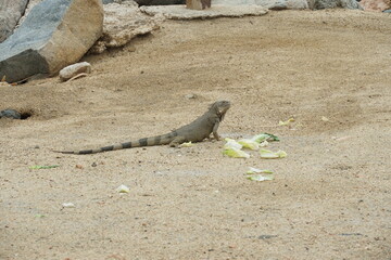 Iguana or yuwana, large lizard eating cabbage and sitting on the sand near the sea on the tropical Caribbean island of Aruba in the town of Oranjestad.