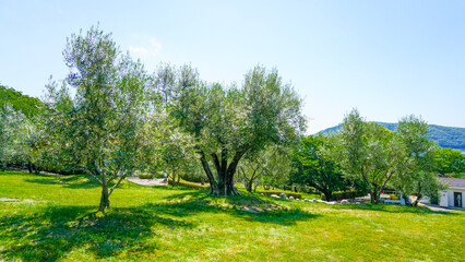 小豆島のオリーブの木
