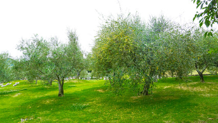 小豆島のオリーブの木