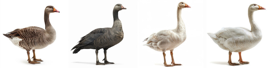 A lineup of four diverse geese standing side by side against a white background, showcasing different breeds and colors.