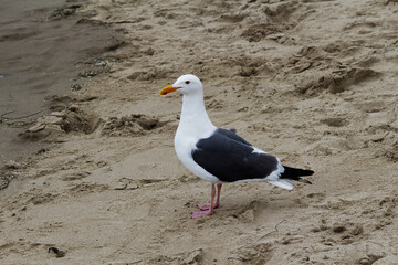Single Seagull Standing On Sand Beach California