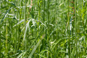 Green grass in the field close-up. Natural green background