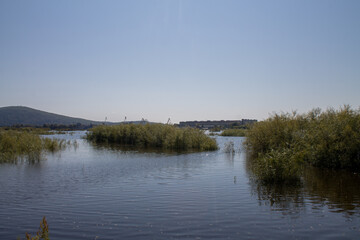 Landscape view of the river and forest on a sunny day.