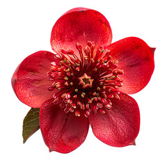 Pomegranate Flowers and Fruit in Full Bloom on Transparent Background