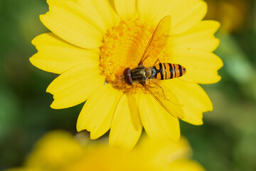 Dipterous. Fly species photographed in their natural environment.