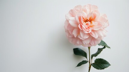 Minimalist floral arrangement with pale pink flower on white backdrop