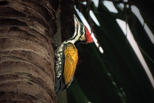 Common flameback on the tree