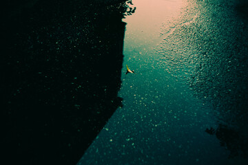 A fallen leaf rests in a puddle, left behind after the rain has passed. The wet asphalt of a city street reflects the weather.