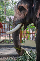 &eacute;l&eacute;phant &agrave; Cochin 