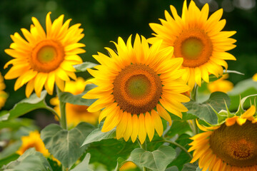 Fototapeta premium beautiful fresh yellow sunflowers flowers in full frame background