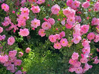 Rose climbing bush with beautiful pink flowers