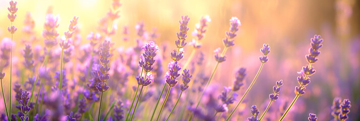 Obraz premium beautiful fragrant purple lavender flowers in full frame background