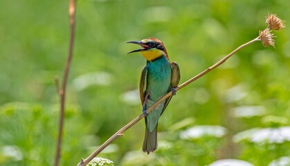 Obraz premium European Bee-eater (Merops apiaster) is a common bee-eater species that spends the winter in Africa and comes to Asia and Europe to breed in the summer.