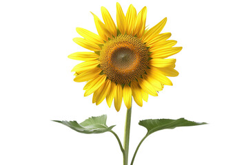 Obraz premium Radiant Sunflower PNG Isolated on Transparent Background