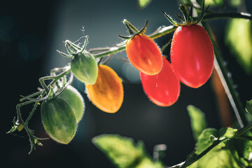 Kleine Tomaten mit verschiedenen Reifegraden
