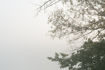 Tree branches with yellow leaves over a river in the fog, natural background.