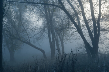Obraz premium fog in the forest, trees and path, natural background.
