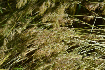 Beautiful and unrepeatable nature, wild plants and herbs. Small and sparse spikelets from mature grass, illuminated by a sunny color.