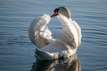 Höckerschwan mit drohender Körperhaltung schwimmend auf einem See