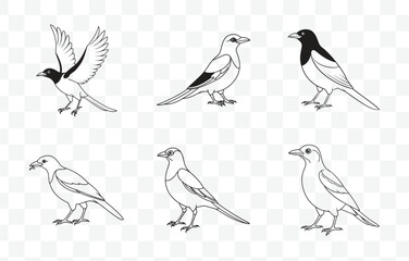 Print Elegant Magpie Line Art Vector Set Perfect for Designers and Artists Seeking High Quality Avian Illustrations