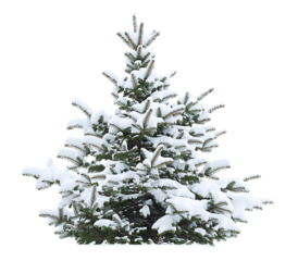 Christmas tree under the snow