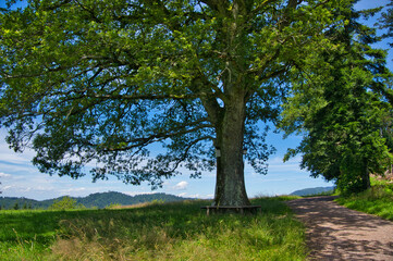 Auf dem Hahn und Henne Wanderweg bei Nordrach im Schwarzwald